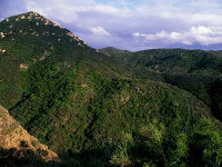 Image of a hillside of chaparral