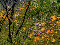 Image of flowers in chaparral